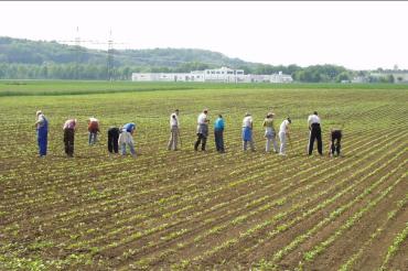 Das Bild zeigt Feldarbeiter. 