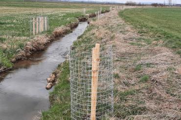 Das Bild zeigt junge Bäume, die am Goldbach in Nördlingen gepflanzt wurden.
