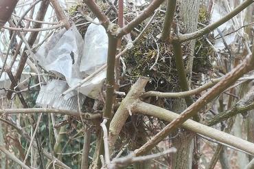 Das Bild zeigt eine Plastikfolie, das sich um ein Vogelnest verfangen hat. 