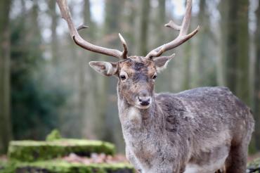 Das Bild zeigt einen Dammhirsch