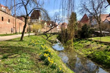 Frühling an der kleinen Wörnitz in Donauwörth. 
