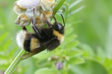 Das Bild zeigt eine Erdhummel bei der Arbeit. 