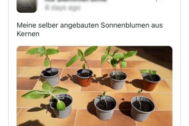 Das Bild zeigt einen Twitter-Post über selbstgepflanzte Sonnenblumen. 