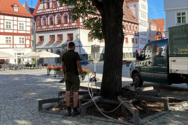 Mit Hilfe eines Bioturbatorsystems erhalten die Linden am Marktplatz eine Frische-Kur. 