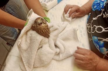 Auf dem Bild ist der Jungvogel im Tierheim zusehen. 