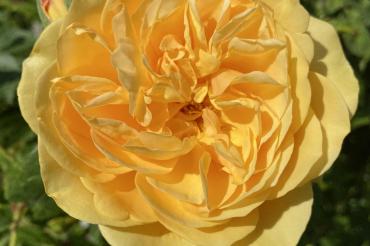 Dieses Jahr blühen die Rose in besonders prächtigen Farben.