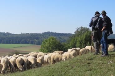 Zwei Schäfer mit ihren Schafen auf der Weide. 