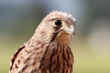 Das Bild zeigt einen Jungfalken. 