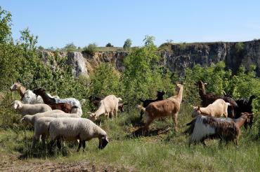 Das Bild zeigt Ziegen im Steinbruch