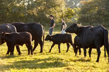 Das Bild zeigt Wasserbüffel auf einer Weide. 