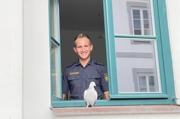 Polizeiobermeister Johannes Fackler (PI Donauwörth) vor der nach wie vor unbeirrten Brieftaube am Donauwörther Inspektionsgebäude.