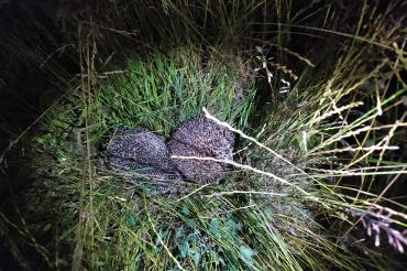 Fun Fact: Die Paarungszeremonie von Igeln nennt man “Igelkarussell”.