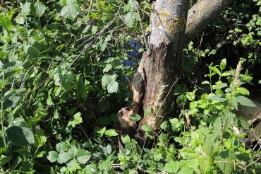Ein angenagter Baum am Uferstreifen der Ussel. 