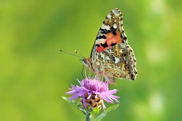 Das Bild zeigt einen Schmetterling. 