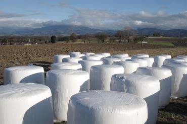Das Bild zeigt Heuballen auf einem Feld. 