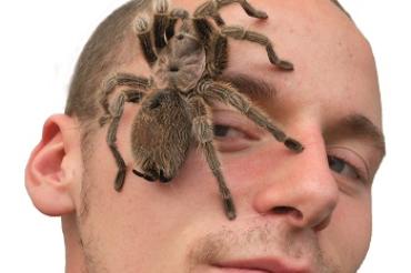 Lebende Riesen Spinnen und Insekten - Ausstellung Donauwörth