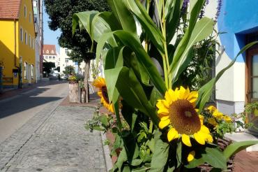 Die Sonnenstraße in Donauwörth wird vom 10. - 12. September einiges zu bieten haben. Neben dem Mädels-Flohmarkt lädt Künstlerin Barbara Clear zum "Live-Painting" und einem Unplugged-Konzert ein. 