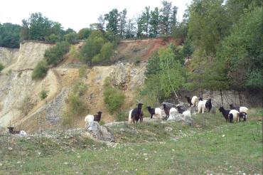 Auf dem Bild zu sehen Ziegen im Erlebnis-Geotop Lindle.