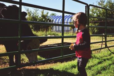 Kind vor Kuh auf Bauernhof, dazwischen Gatter