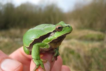 Auf dem Bild ist ein Laubfrosch zu sehen.