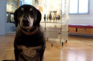 Hund im Museum