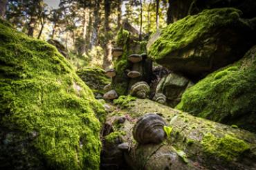Biotopholz im Bayerischen Wald 