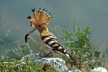 Auf dem Bild ist ein Wiedehopf mit Beute zusehen.