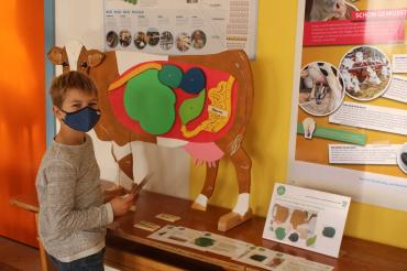 Jakob vor der Lernzirkel-Station „Die Verdauung der Kuh“