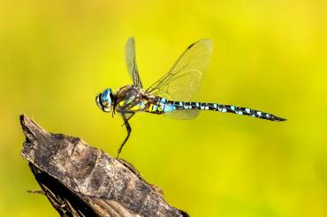 Siegerbild des Wettbewerbs "Bild des Monats Januar" 