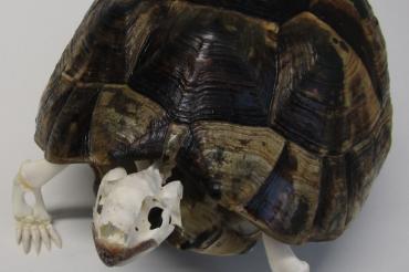 Skelettierte Maurische Landschildkröte