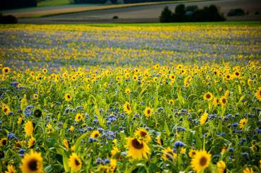 Sonnenblumen