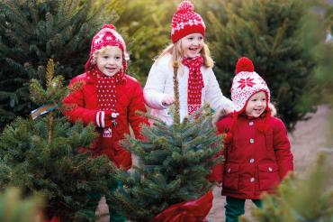 Die Firma bauroom GmbH & Co. KG aus Tapfheim hat vor Weihnachten einen Weihnachtsbaumverkauf zu Gunsten des Ahrtals veranstaltet.