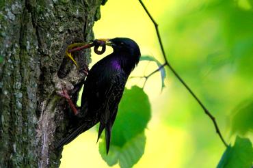 Das Bild zeigt einen Star, der seinen Nachwuchs mit einem fetten Wurm füttert