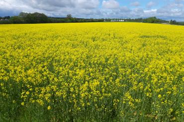 Das Bild zeigt eine Rapsfläche der Bayerischen Staatsgüter in der Versuchsstation Neuhof