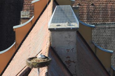 Das Bild zeigt ein Storchennest