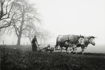 Eine Frau pflügt den Acker mit zwei Kühen.