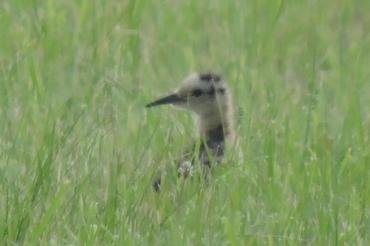 Zu sehen ist ein Küken in einer Wiese.