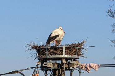 Zu sehen sind Störche in ihrem Nest.