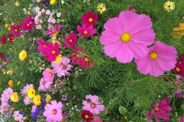 Das Bild zeigt eine Blumenwiese