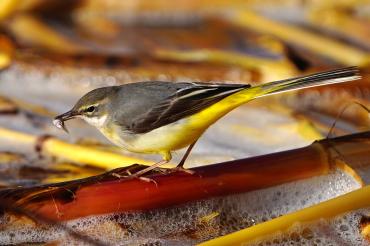 Das Bild zeigt einen Vogel, eine Gebirgsstelze, wie sie einen kleinen Fisch gefangen hat.