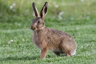 Junger Hase auf einer Wiese