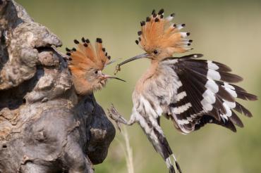 Wiedehopf füttert Nachwuchs