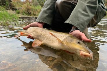 Zu sehen ist eine Barbe. 