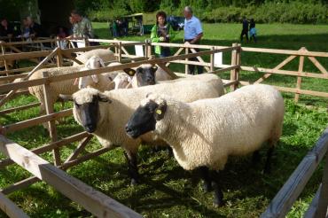 Zu sehen sind mehrere Schafe. 