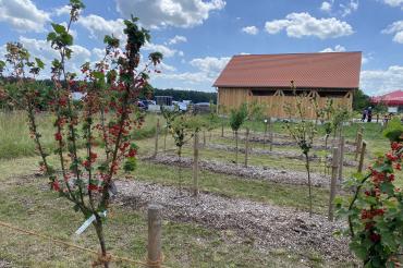 Obstbaum vor Gebäude. 