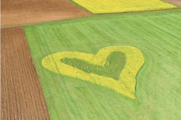 Das Bild zeigt ein Herz auf einer Wiese