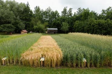Schaufelder und Bienen-Garten des Museums KulturLand Ries. 
