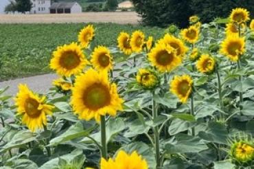 Das Bild zeigt den Wenneberg