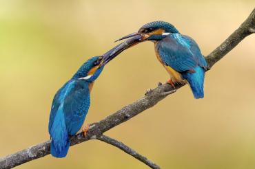 Mit diesem Bild eines Eisvogelpärchen gewann Michael Walter den Wettbewerb "Bild des Monats September" der Film- und Fotofreunde Oettingen.