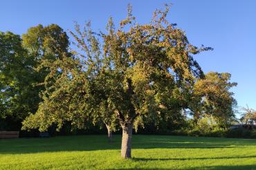 Obstbaum mit gelber Markierung